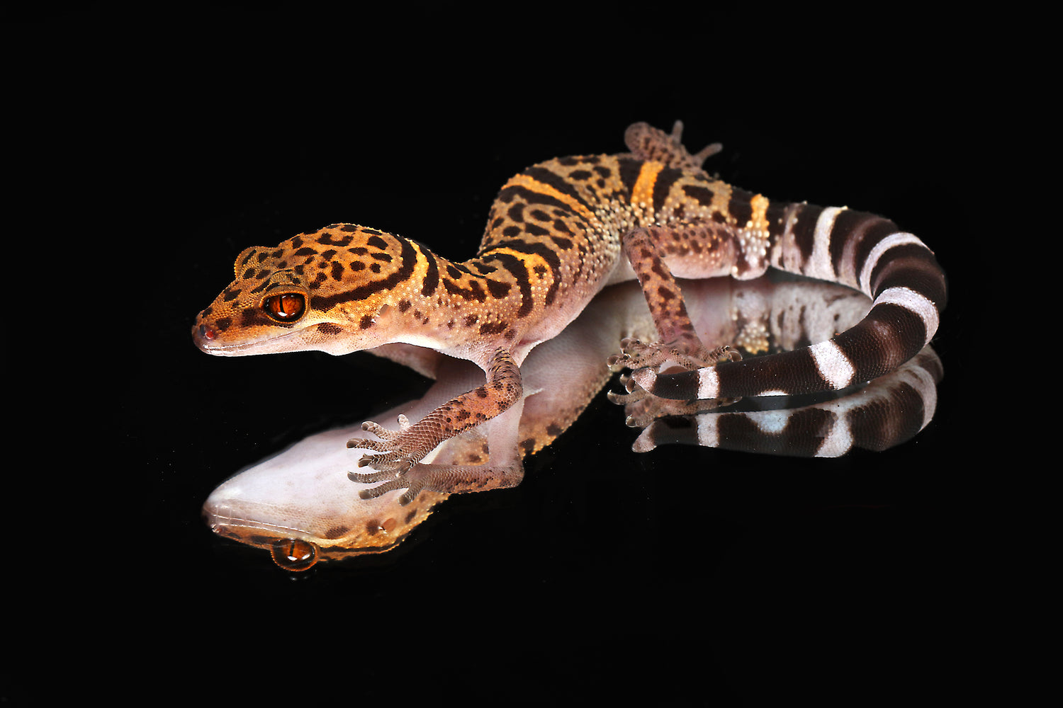 Chinese Cave Gecko Care - Sundown Reptiles