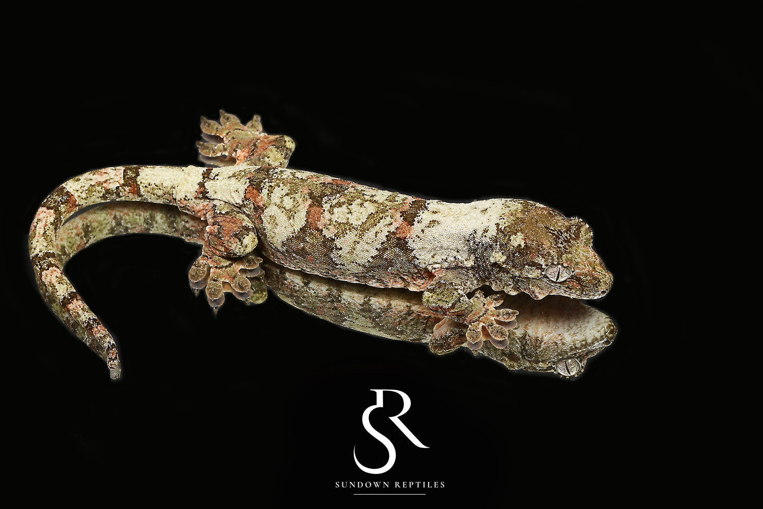 Labyrinth - Sundown Reptiles