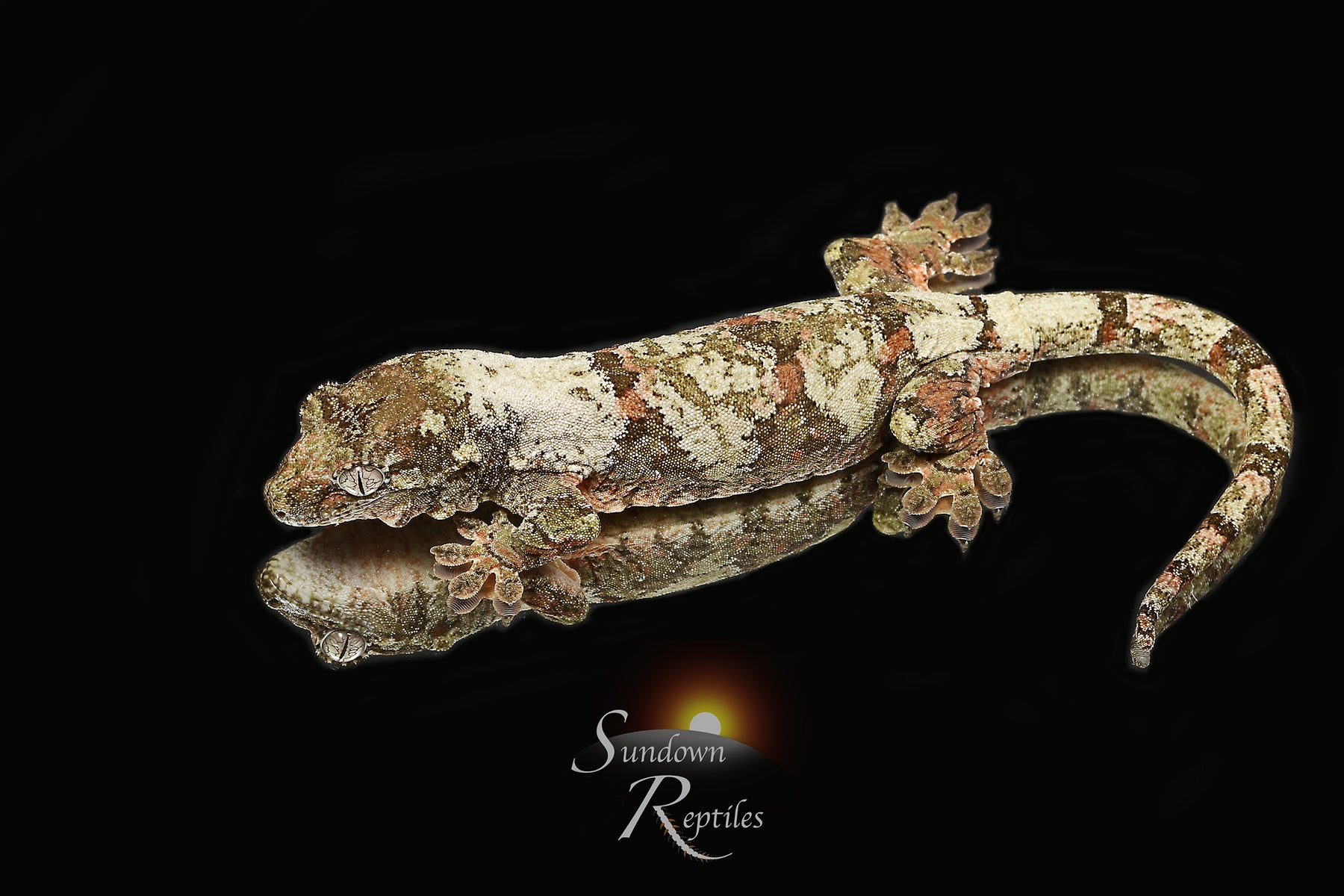 Pine Island Chahoua- Unsexed (Labyrinth x Skyy) MC2025-153 - Sundown Reptiles