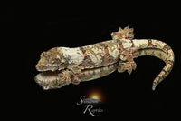 Pine Island Chahoua- Unsexed (Labyrinth x Skyy) MC2025-153 - Sundown Reptiles