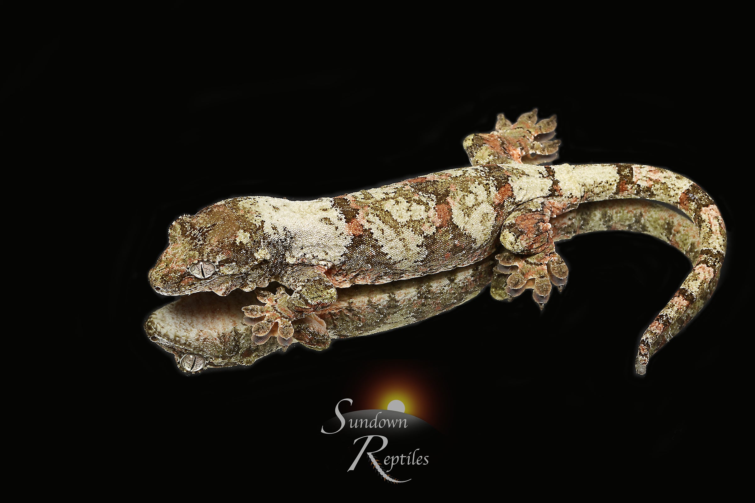 Pine Island Chahoua- Unsexed (Labyrinth x Skyy) MC2025-153 - Sundown Reptiles