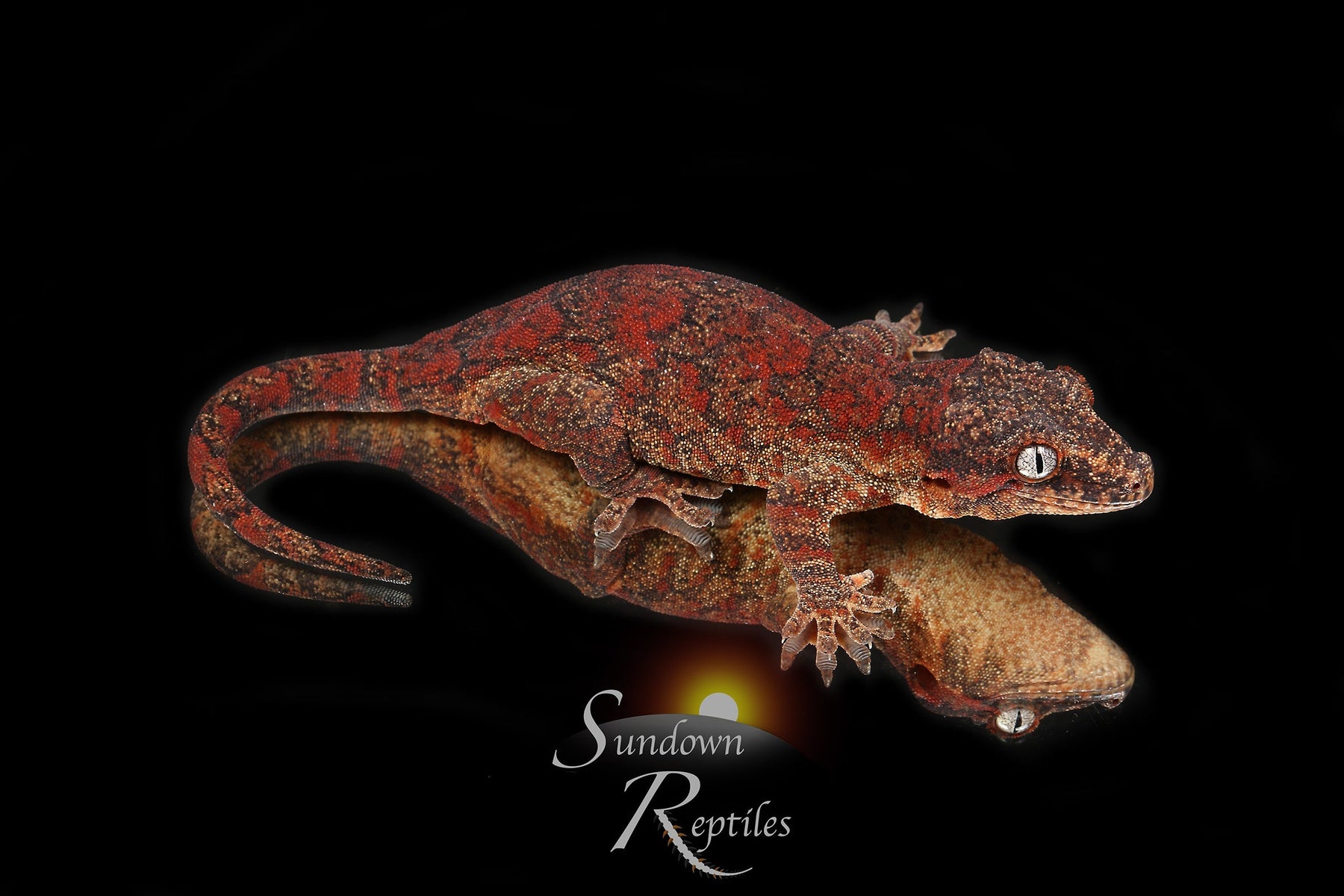 Gargoyle Gecko - Male Super Blotch (Redbud x The Bomb) RA2024-HB1 - Sundown Reptiles