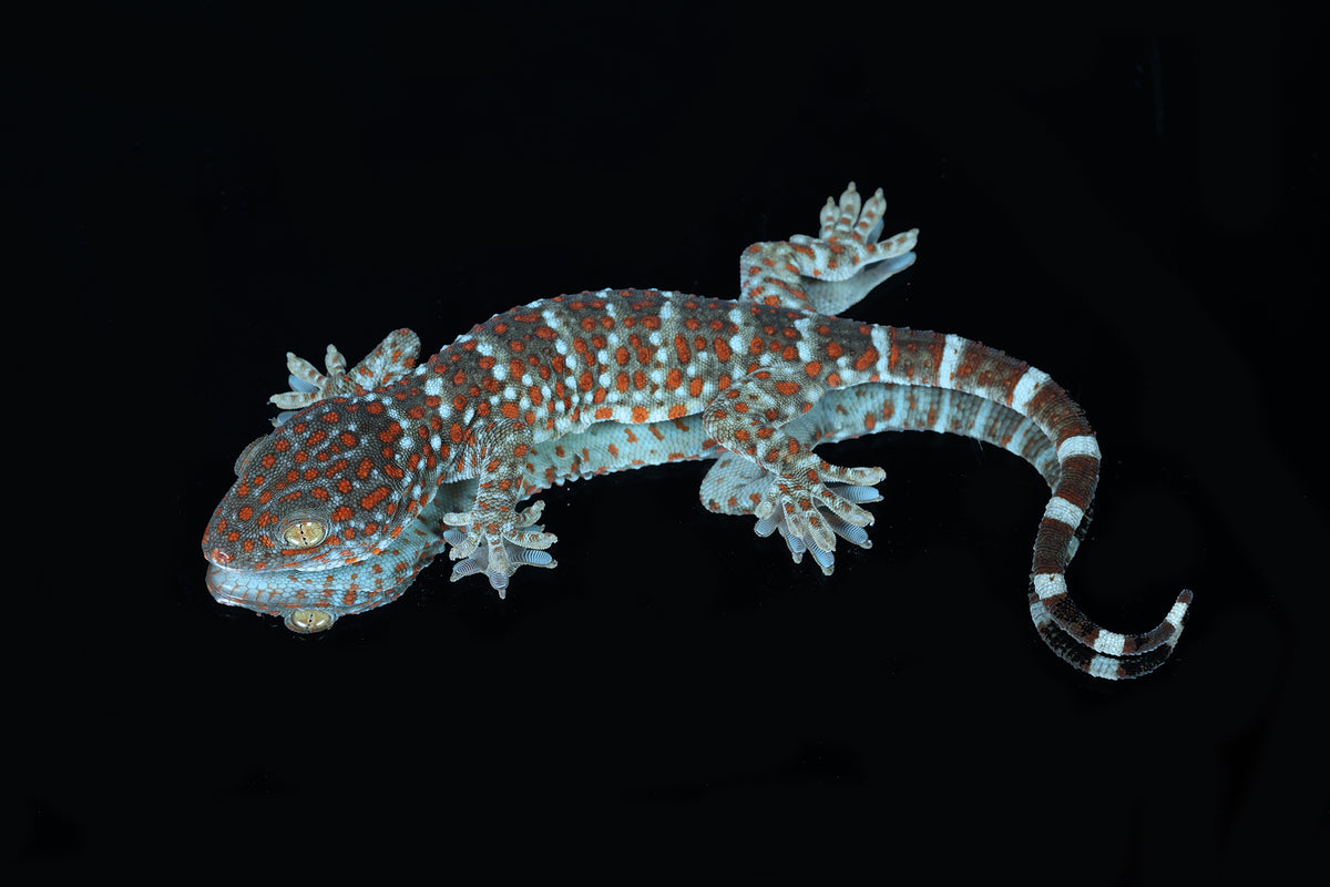 Tokay Gecko - Sundown Reptiles