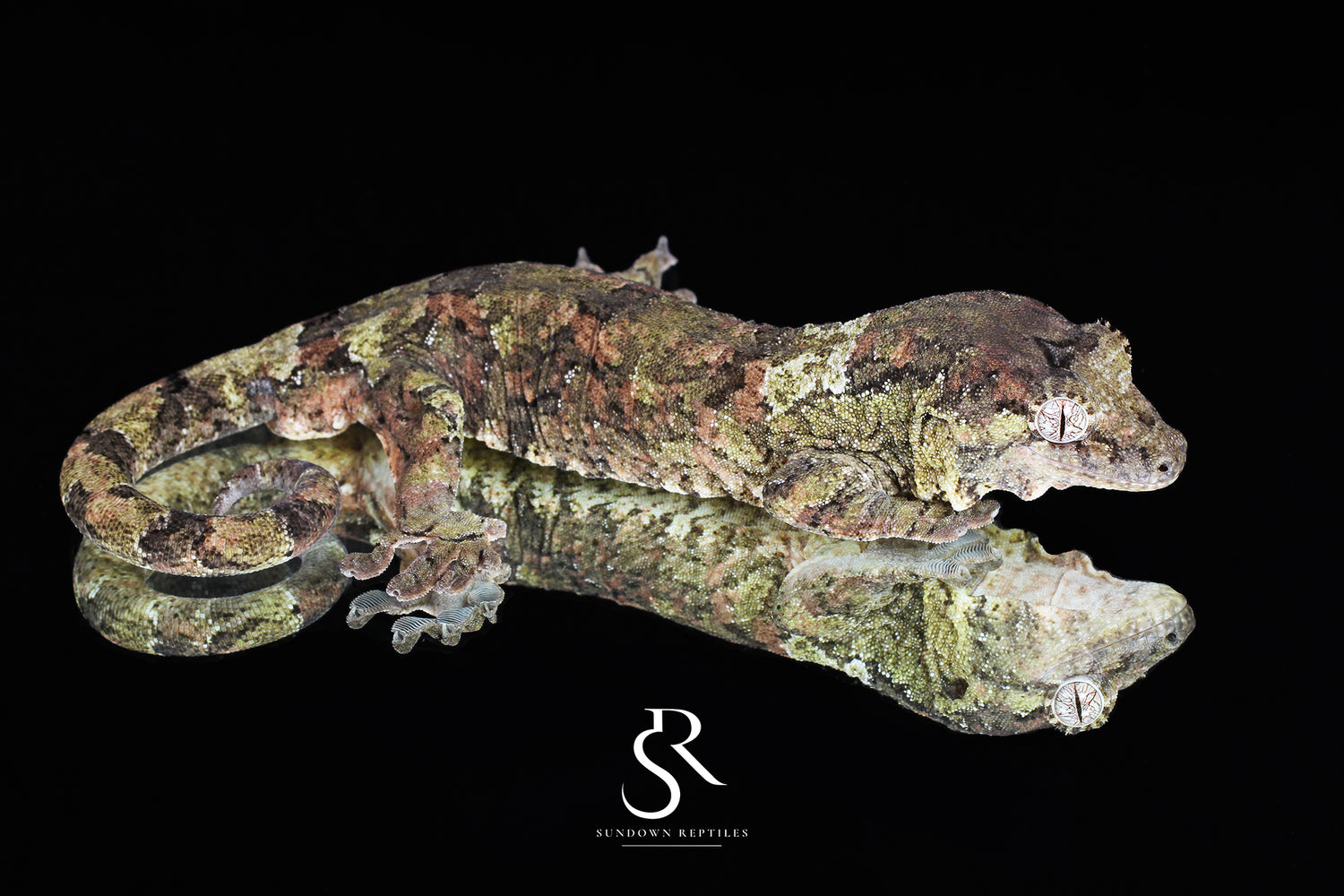 Thrush - Sundown Reptiles
