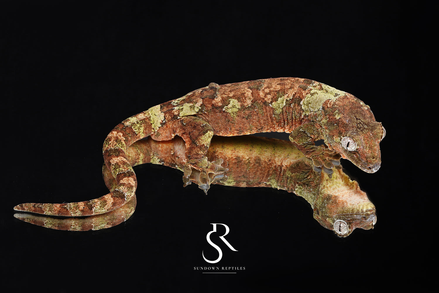 Vader - Sundown Reptiles