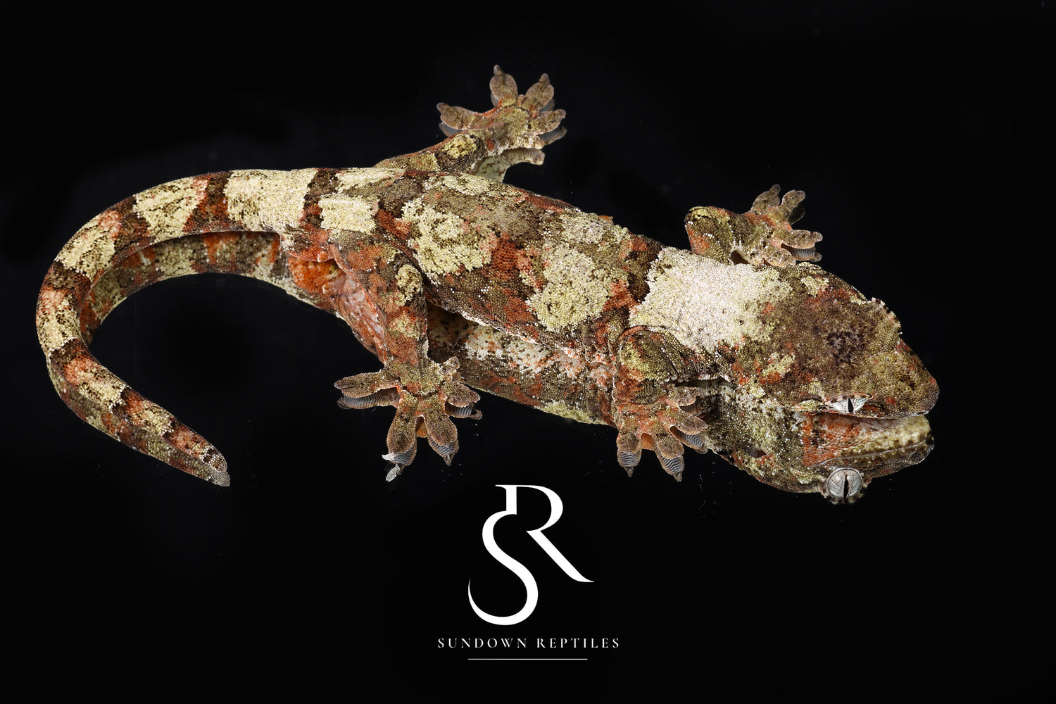 Bonsai - Sundown Reptiles