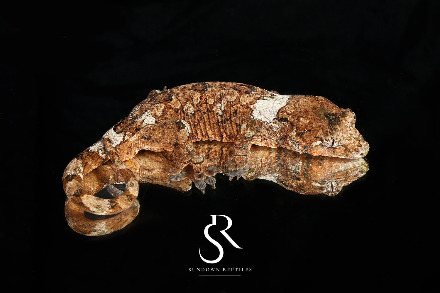 Atlas - Sundown Reptiles