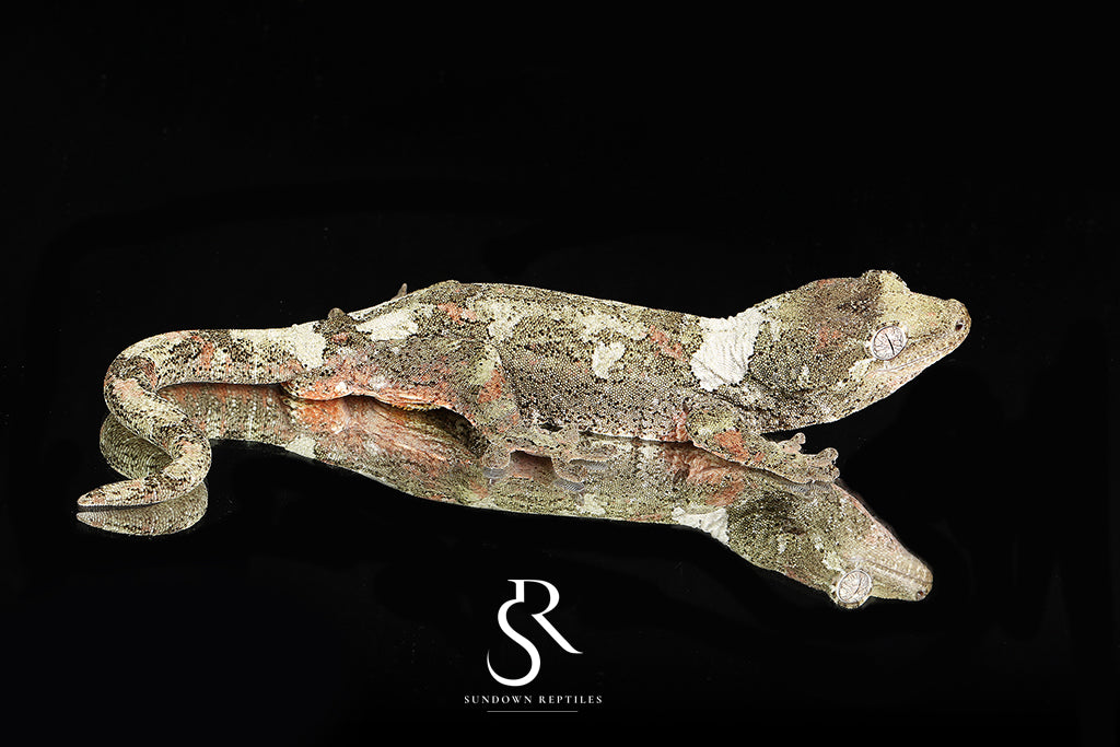 Everest - Sundown Reptiles