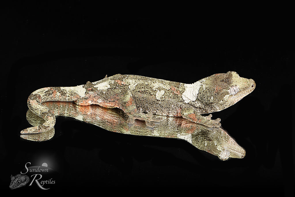 Pine Island chahoua - Male Banded High White (Azalea x Everest) MC2025-134 - Sundown Reptiles