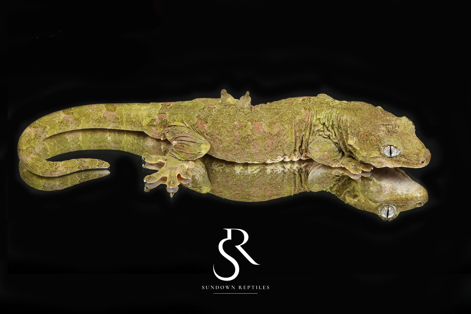 Barbet - Sundown Reptiles