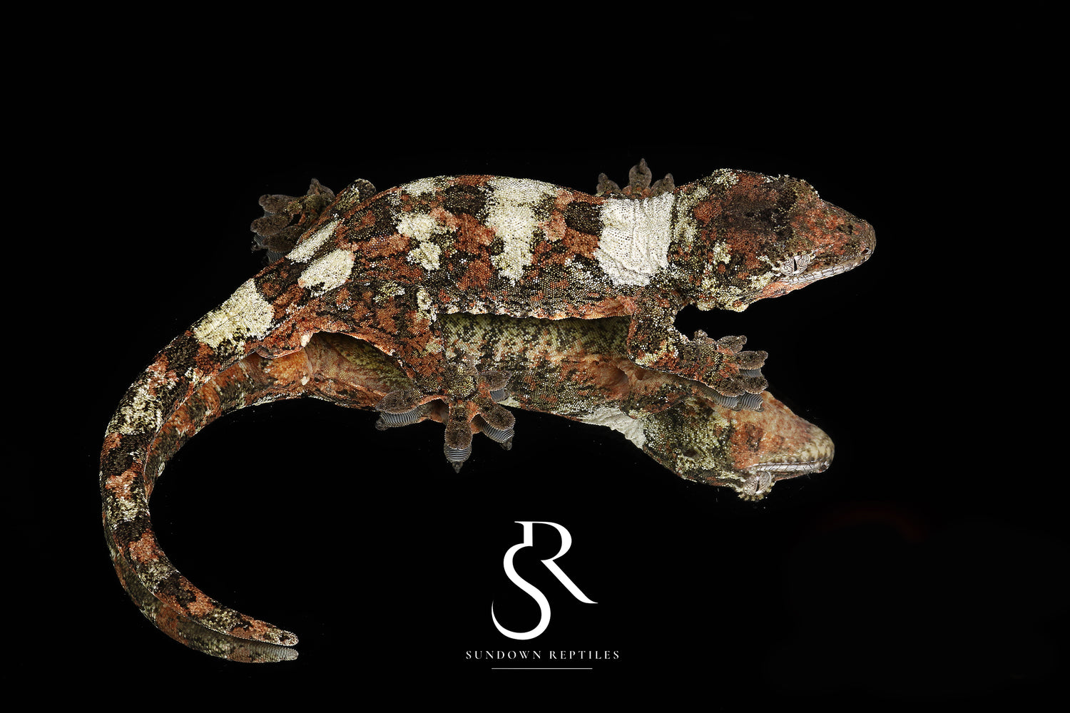 Band-It - Sundown Reptiles