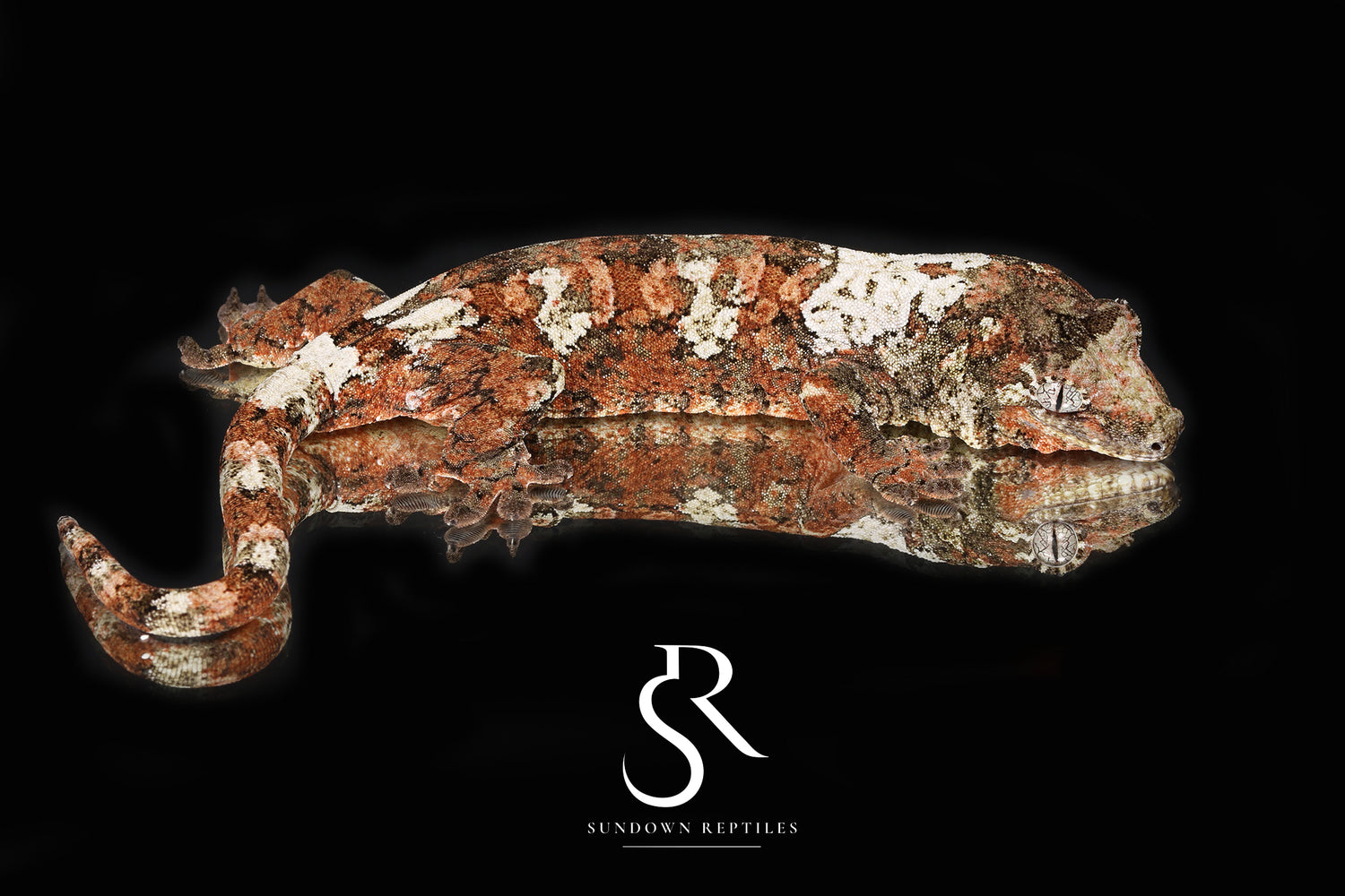 Whiteout - Sundown Reptiles