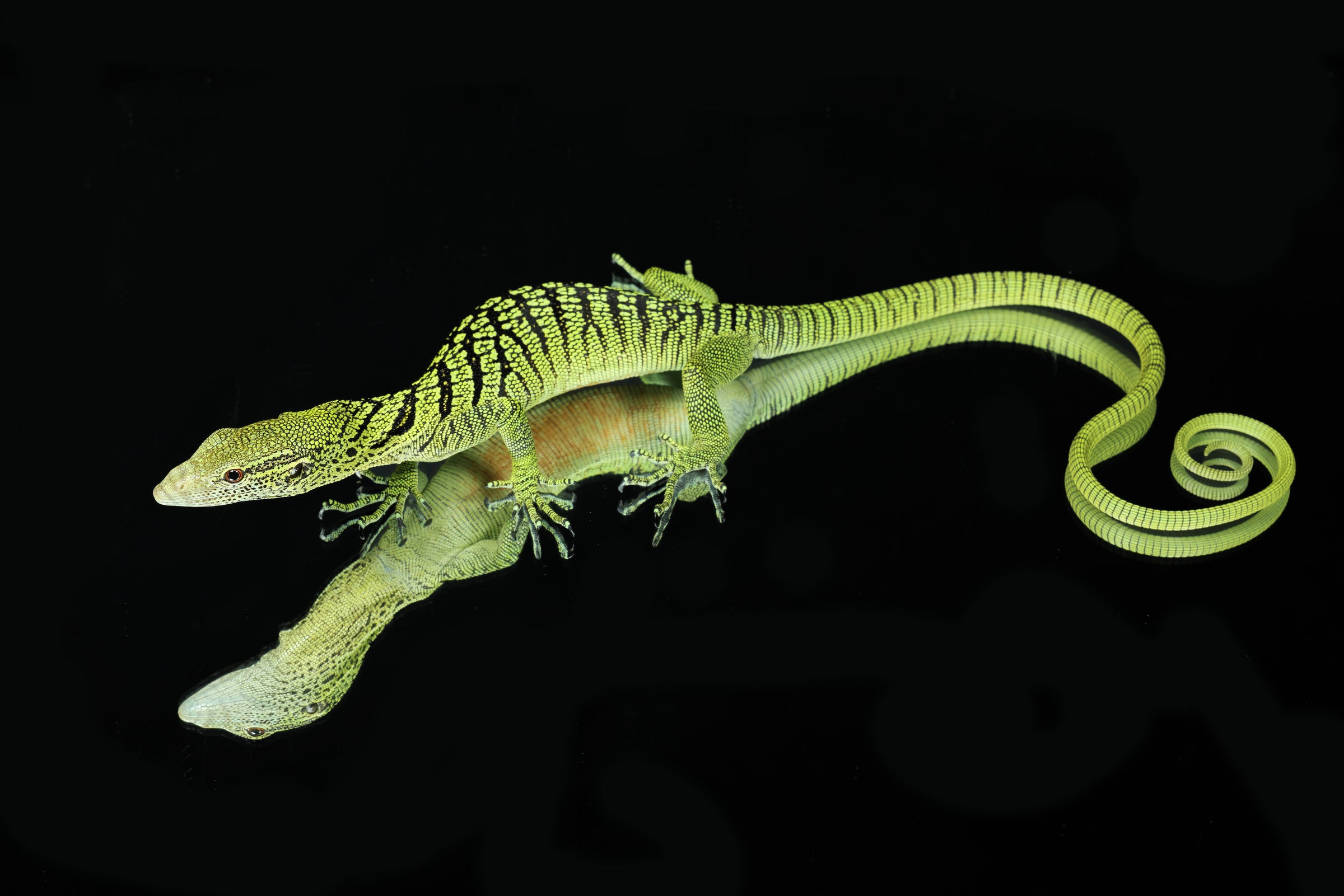 Yellow Tree Monitor (Varanus reisingeri) Care - Sundown Reptiles