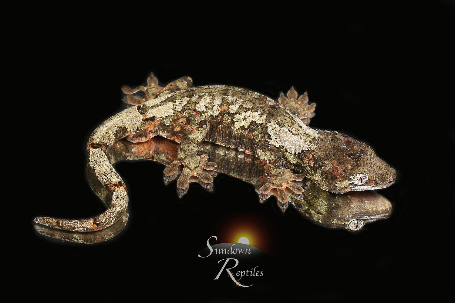 The Zombie - Sundown Reptiles