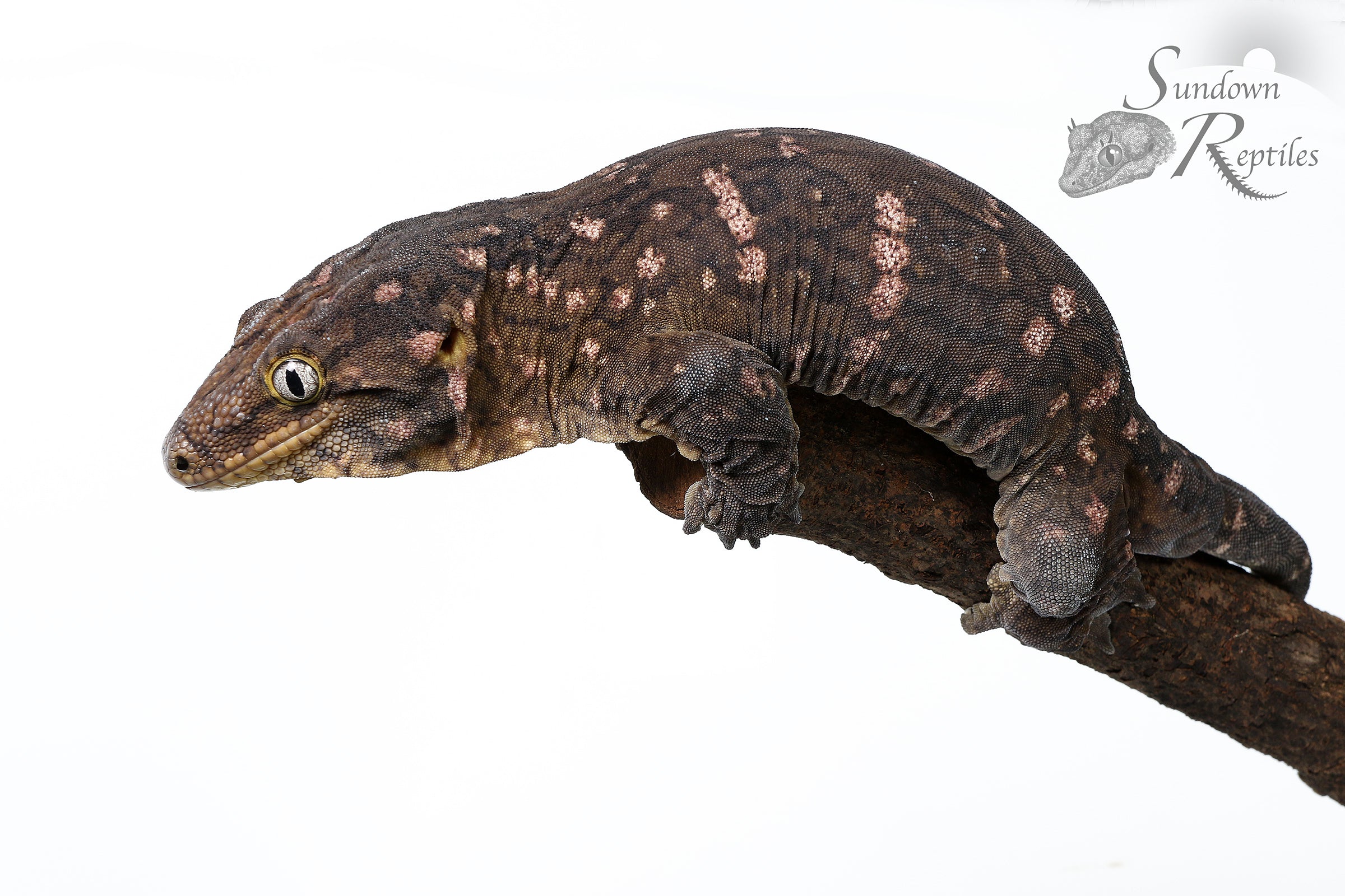 Leachianus Gecko - Male Nightshade line GT Purple Bar (C/A x C/A/MK) RL2025-17 - Sundown Reptiles