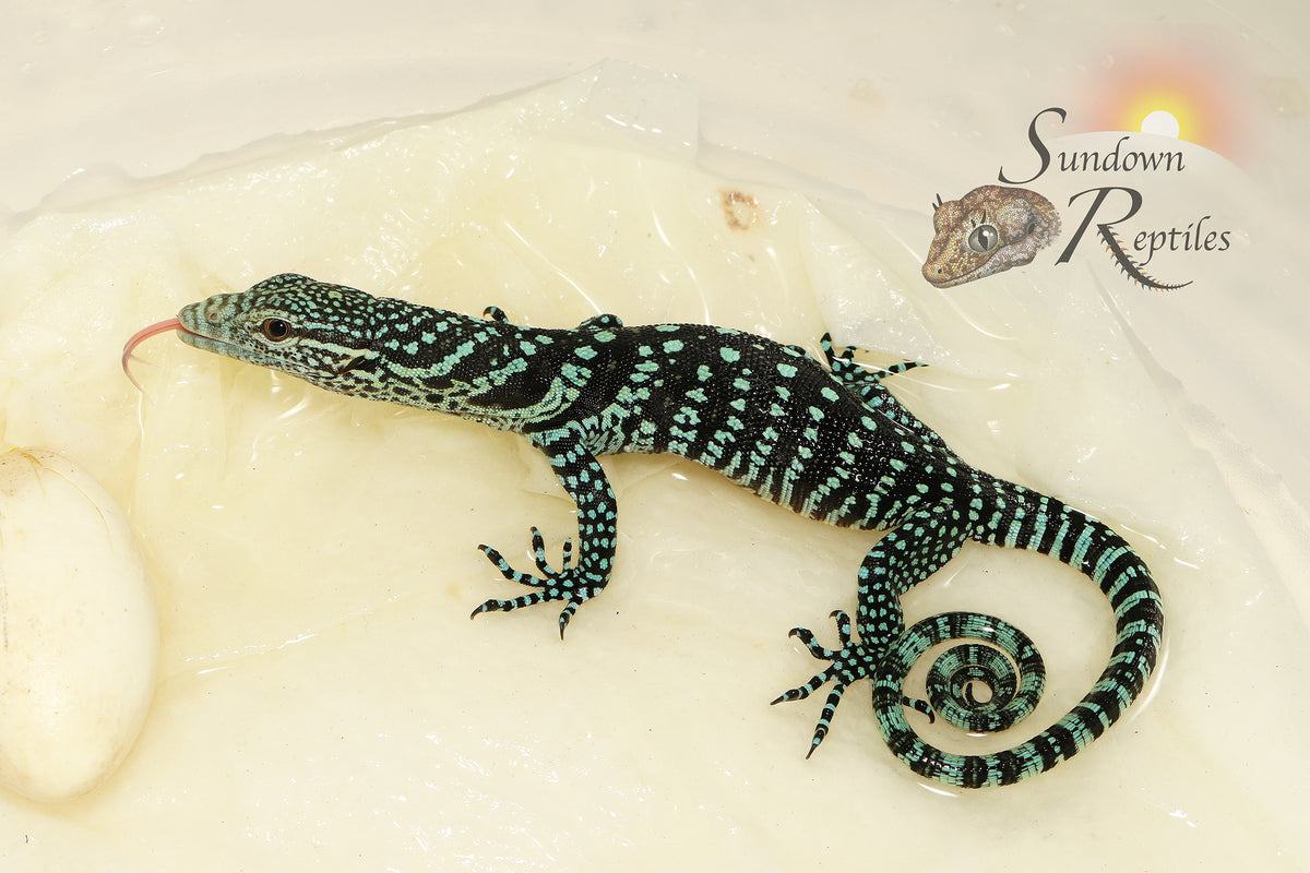 USCBB 2027 Unsexed Blue Tree Monitor (Varanus macraei) Deposit - Sundown Reptiles