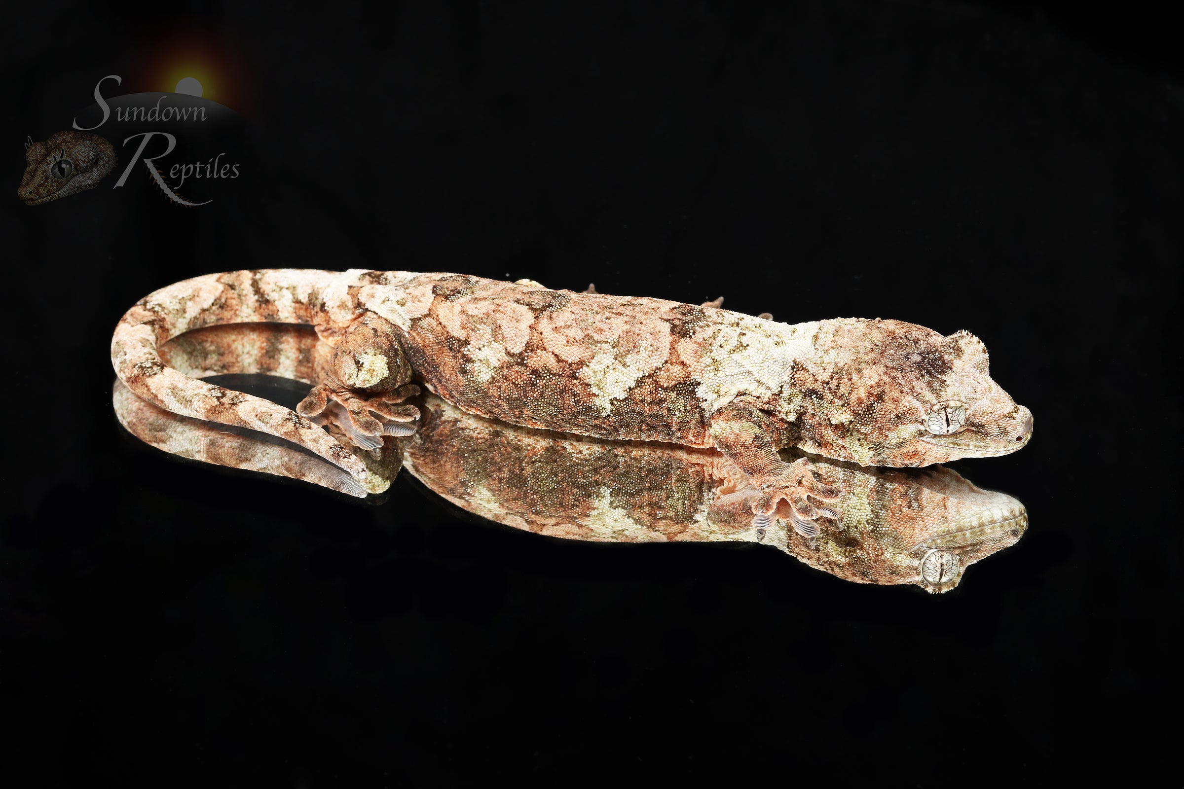 Pine Island chahoua - Unsexed (Laelia x The Source) MC2025-86 - Sundown Reptiles