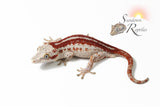 Male Red Stripe 1- (Sentinel x Jm1)