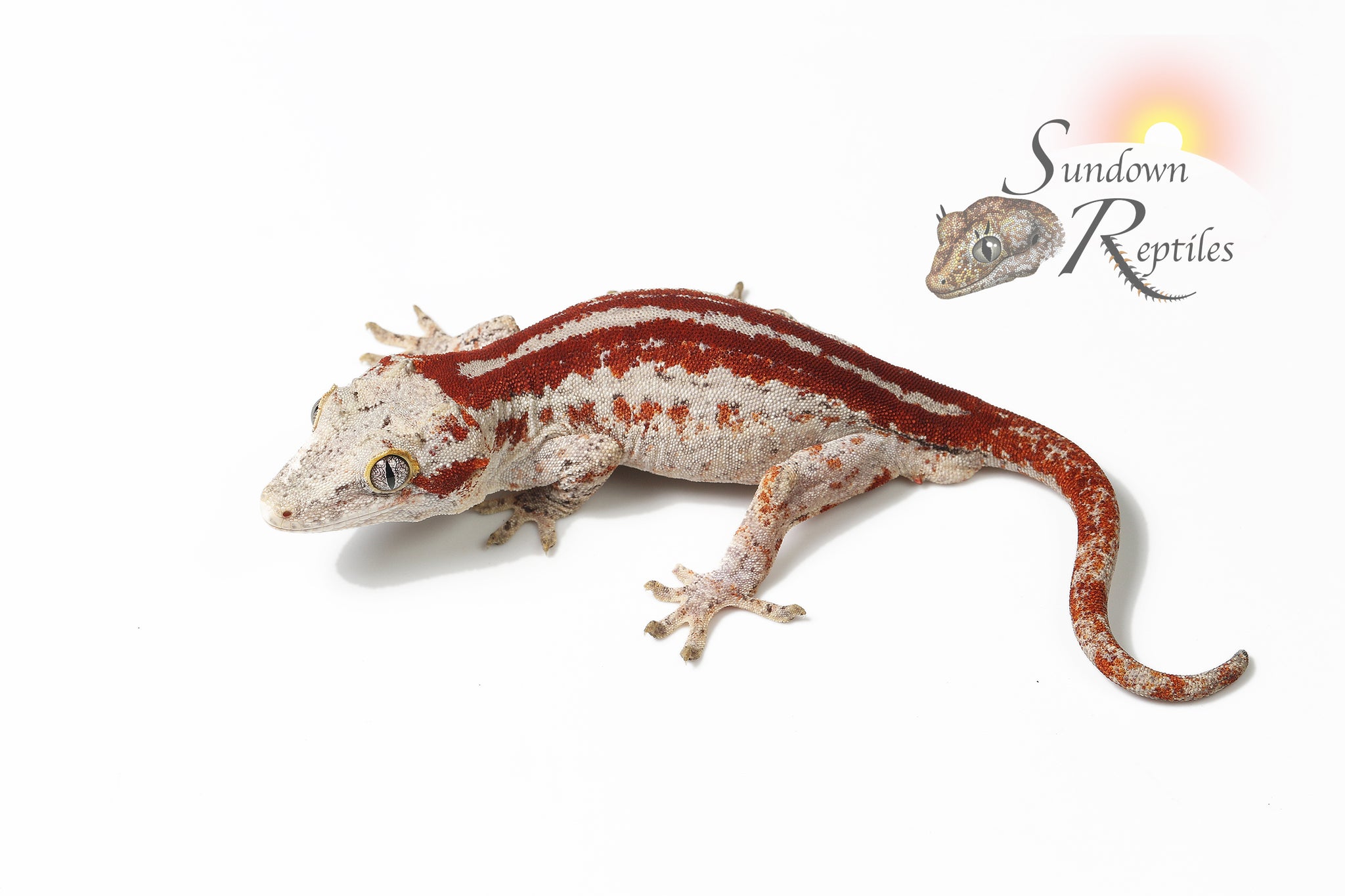 Male Red Stripe 1- (Sentinel x Jm1)