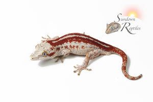 Male Red Stripe 1- (Sentinel x Jm1)