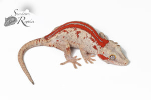 Male Red Stripe - (RS x JM1)