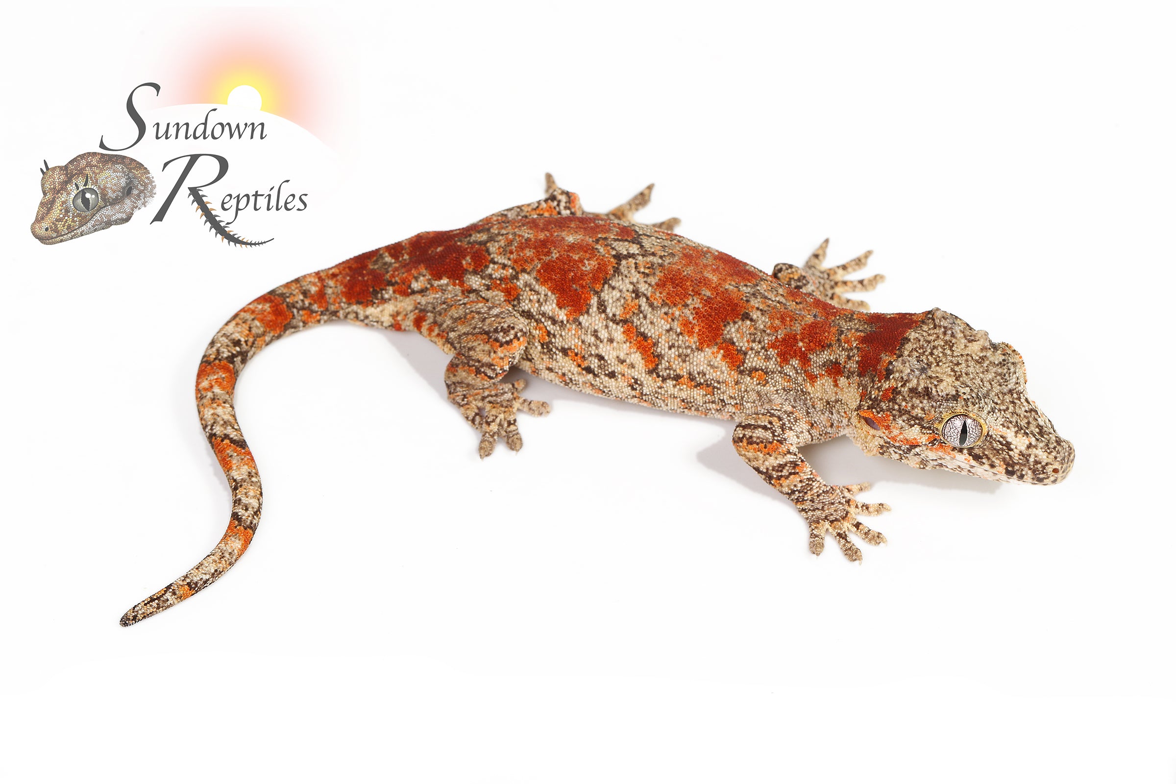 Gargoyle Gecko - Female (Jrus x Fire Palm) RA2025-63 - Sundown Reptiles