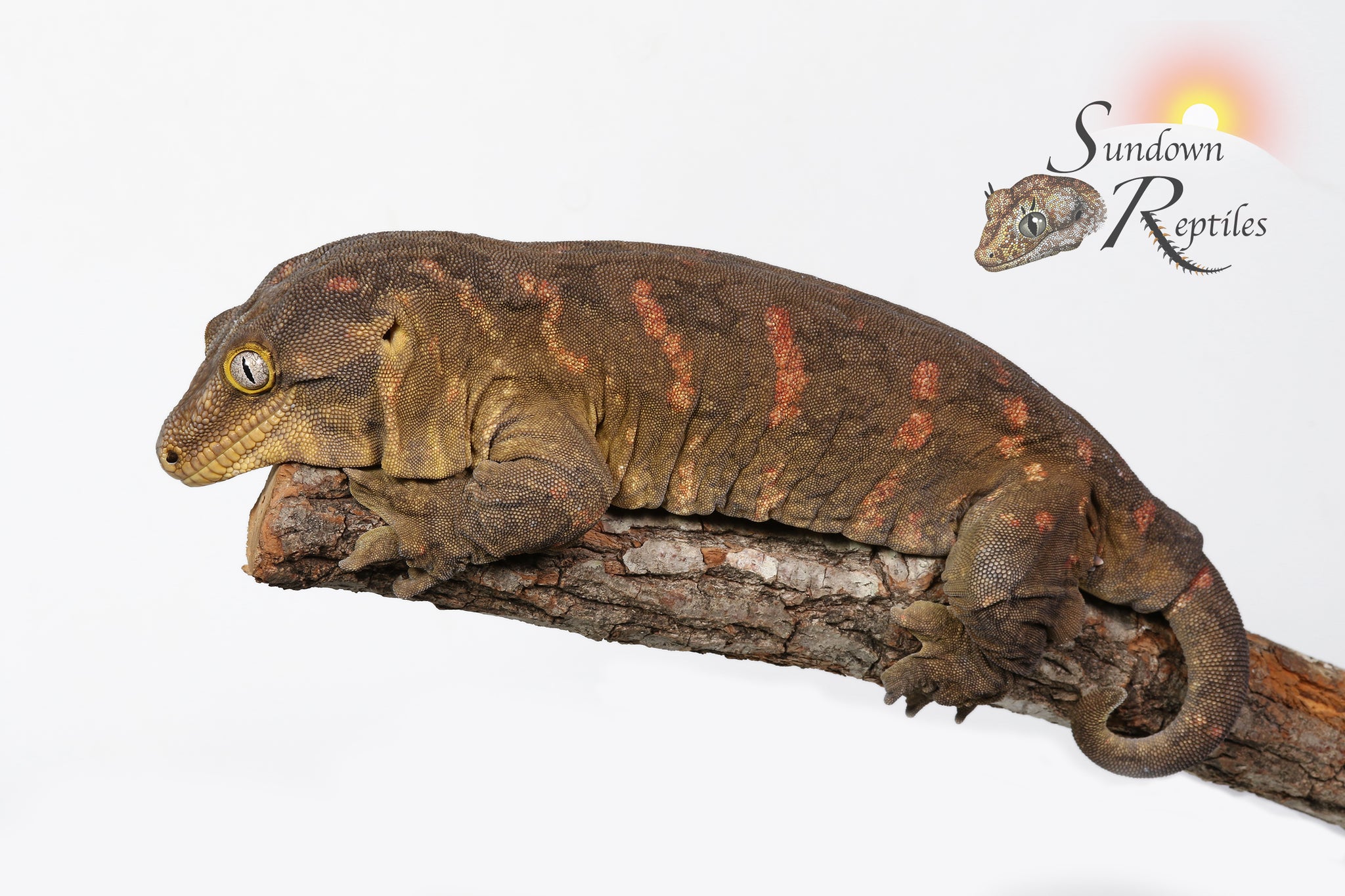 Male Melanistic GT Red Bar