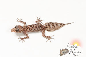Unsexed Riverine Leaf-Tail Gecko (Phyllurus amnicola)