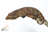 Leachianus Gecko - Male Nightshade line GT Purple Bar (C/A x C/A/MK) RL2025-17 - Sundown Reptiles