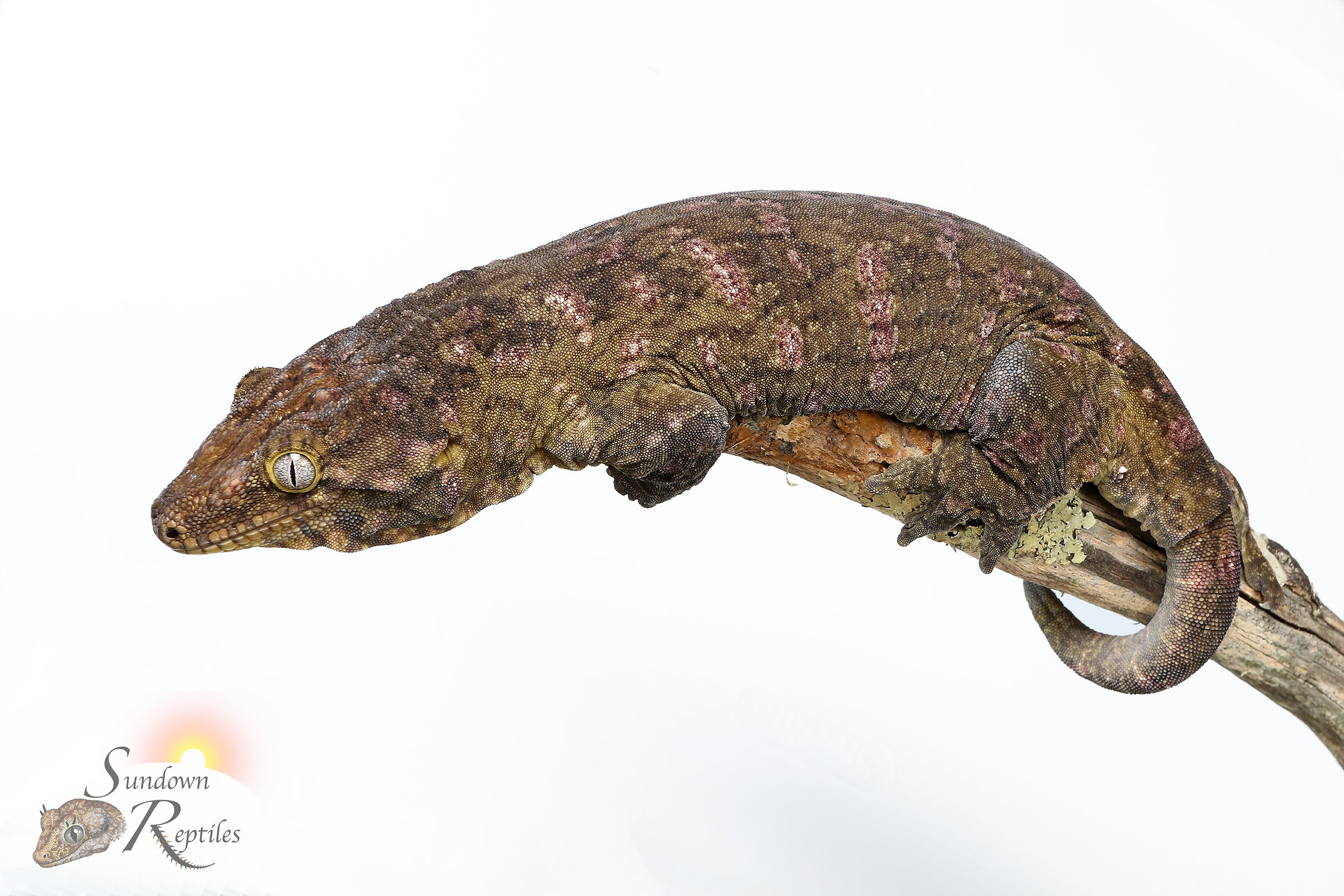 Leachianus Gecko - Male Nightshade line GT Purple Bar (C/A x C/A/MK) RL2025-17 - Sundown Reptiles