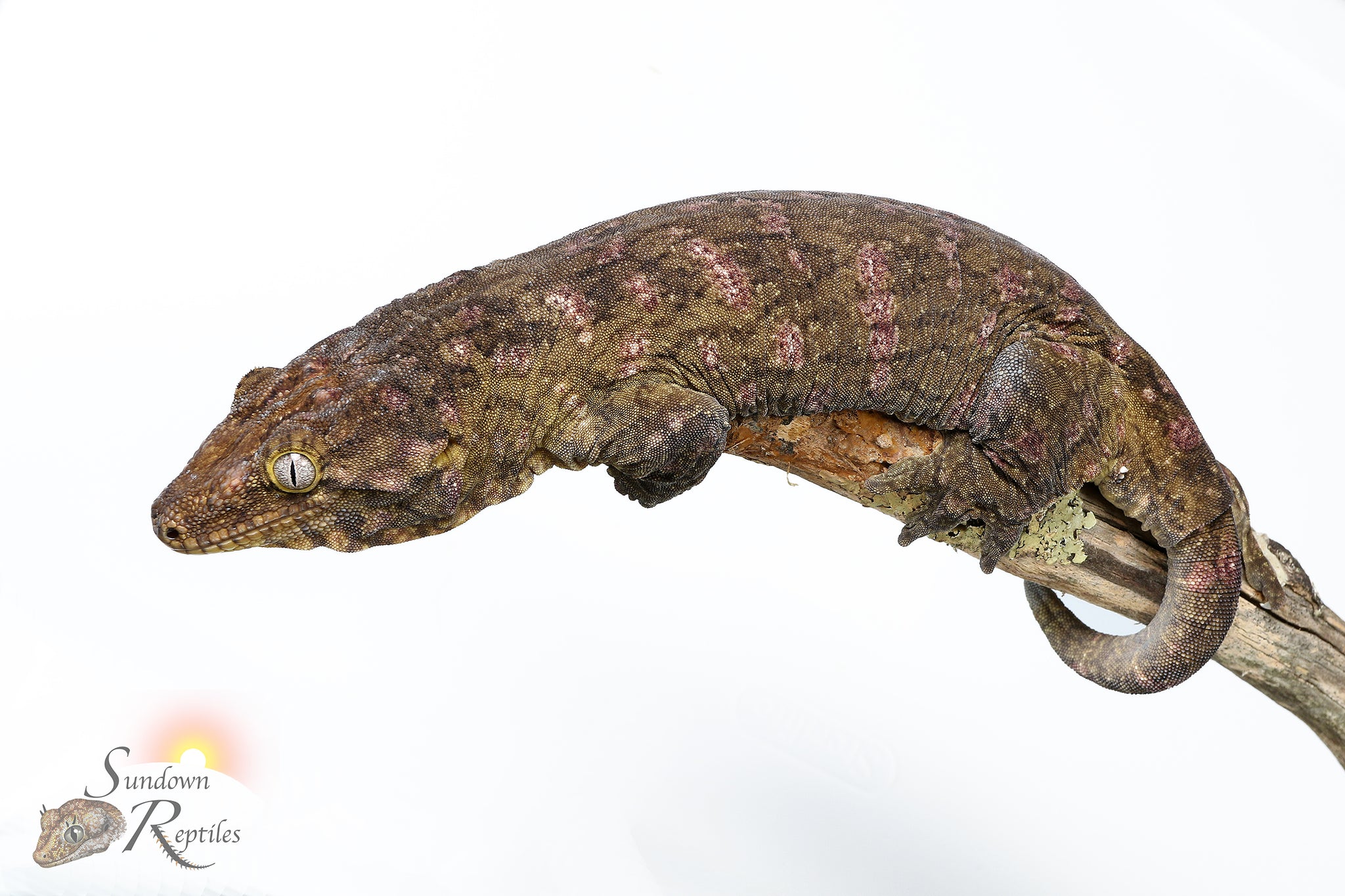 Female GT Purple Bar C/A x C/A/MK