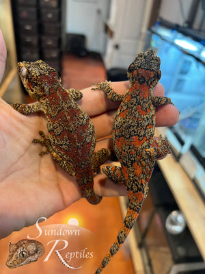 Female Blotch (Ferrari x Beauty Queen)