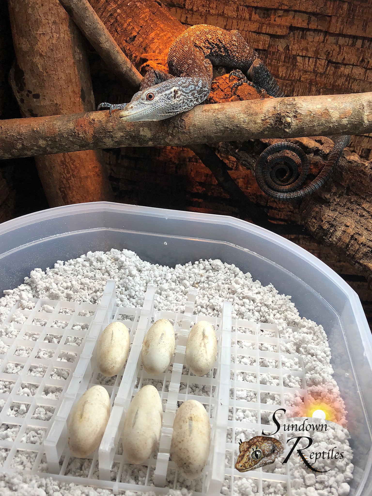 USCBB Unsexed Blue Tree Monitor (Varanus macraei) Deposit