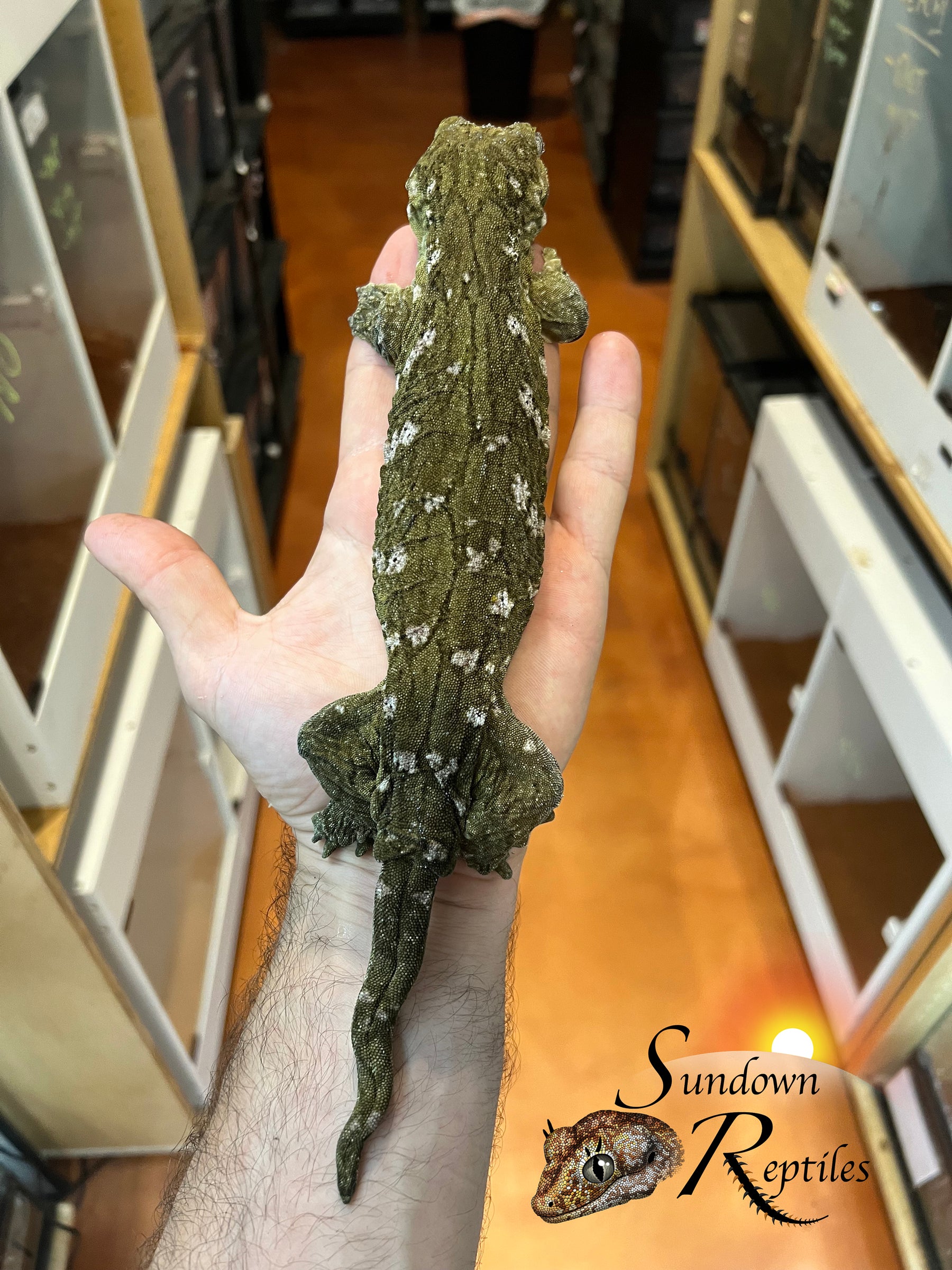 Leachianus Gecko - Male GT Red Bar RL2025-26 - Sundown Reptiles