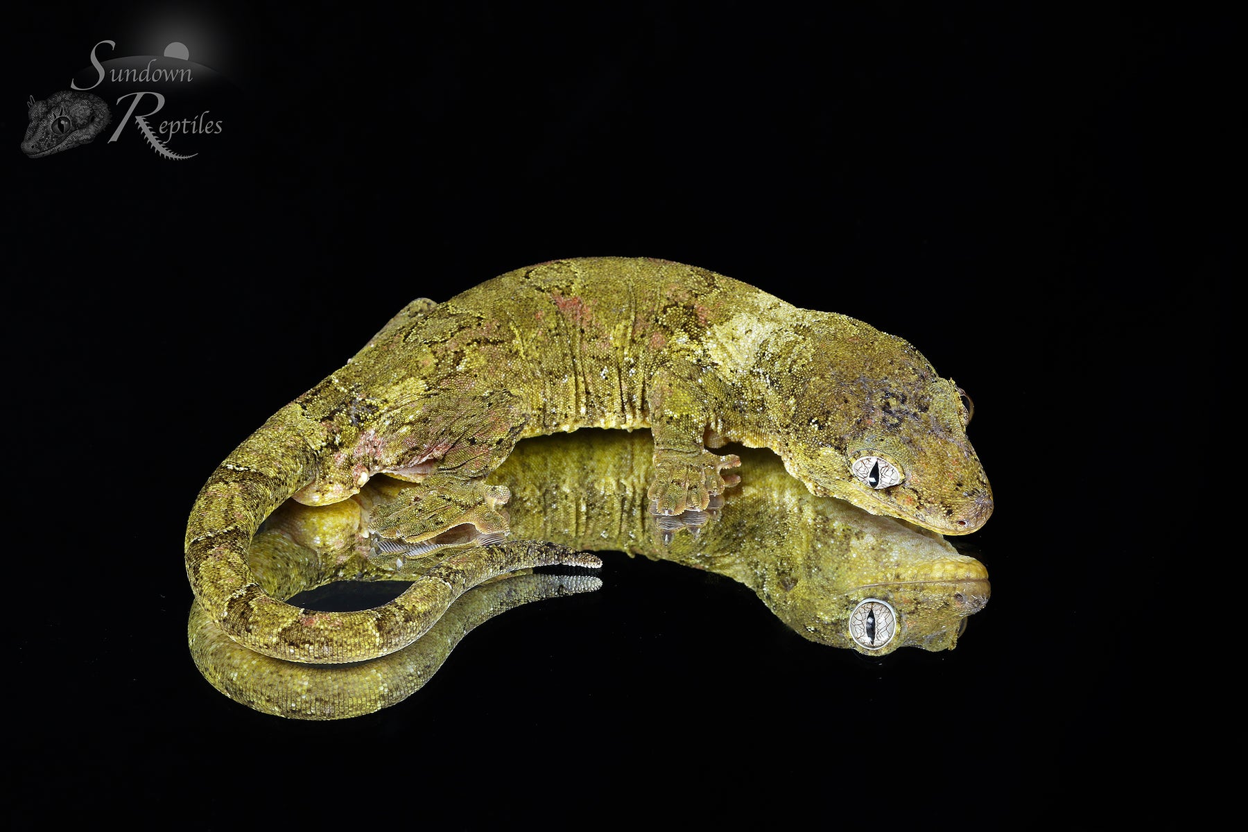 Pine Island chahoua - Probable male (Greenlet x Kush) MC2025-34 - Sundown Reptiles