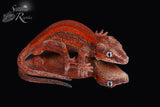 Male Red Stripe Gargoyle Gecko - Pumpkin x PM1