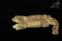 Pine Island chahoua - Probable male (Greenlet x Kush) MC2025-34 - Sundown Reptiles