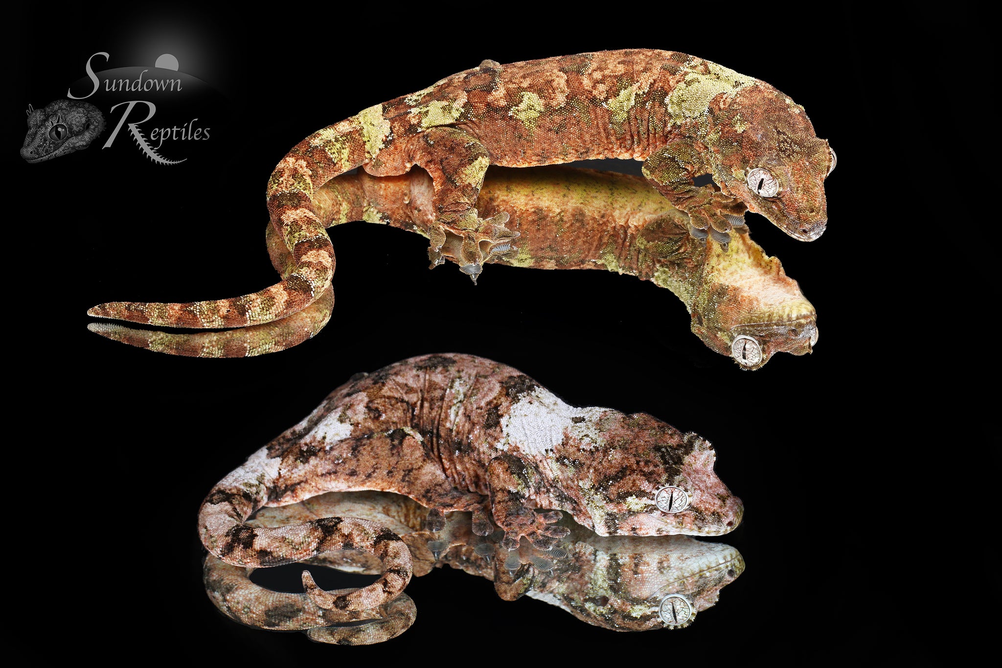 Female PI M. chahoua - (Vader x Lotus)