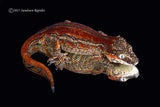 Male Red Stripe Gargoyle Gecko - Pumpkin x PM1